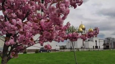 Lviv 'deki Kutsal Bakire' nin Doğumu Kilisesi yakınlarında pembe kiraz çiçekleri. Ukrayna.