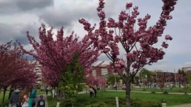 Pink cherry blossoms near the Church of the Nativity of the Blessed Virgin in Lviv. Ukraine.