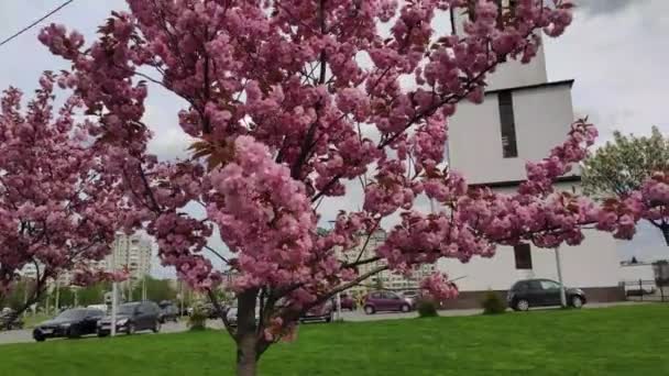 Pink Cherry Blossoms Church Nativity Blessed Virgin Lviv Ukraine — Vídeos de Stock