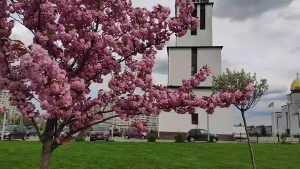Pink Cherry Blossoms Church Nativity Blessed Virgin Lviv Ukraine — стокове відео
