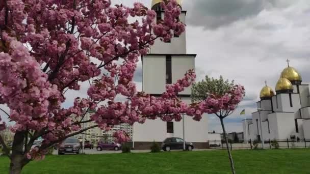 Fiori Ciliegio Rosa Vicino Alla Chiesa Della Natività Della Beata — Video Stock