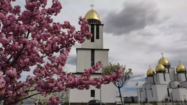 Růžové Květy Třešní Blízkosti Kostela Narození Panny Marie Lvově Ukrajina — Stock video