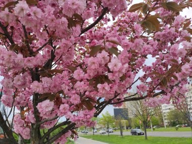 Pink cherry blossoms near the Church of the Nativity of the Blessed Virgin in Lviv. Ukraine. Pink. Red. Sakura. Photo.