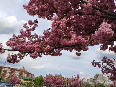 Lviv 'deki Kutsal Bakire' nin Doğumu Kilisesi yakınlarında pembe kiraz çiçekleri. Ukrayna. Pembe. - Kırmızı. Sakura. Fotoğraf..