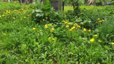 Renkli unsurlarla hareketli arka plan görüntüleri. Karışık görüntü kompozisyonu. Çiçekler. Bahar.