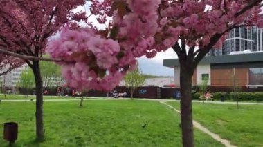 Renkli unsurlarla hareketli arka plan görüntüleri. Karışık görüntü kompozisyonu. Çiçekler. Bahar.