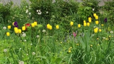 Motion footage background with colorful elements. Mixed footage composition. Flowers. Spring.