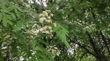 Renkli unsurlarla hareketli arka plan görüntüleri. Karışık görüntü kompozisyonu. Çiçekler. Bahar.