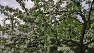 Renkli unsurlarla hareketli arka plan görüntüleri. Karışık görüntü kompozisyonu. Çiçekler. Bahar.