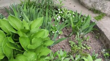Motion footage background with colorful elements. Mixed footage composition. Flowers. Spring.