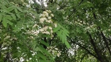 Renkli unsurlarla hareketli arka plan görüntüleri. Karışık görüntü kompozisyonu. Çiçekler. Bahar.
