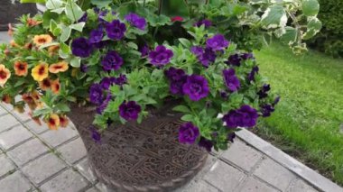 Renkli unsurlarla hareketli arka plan görüntüleri. Karışık görüntü kompozisyonu. Çiçekler. Bahar.