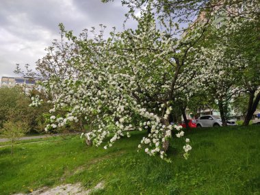 İnanılmaz derecede sevimli, soyut ve güzel bir fotoğraf. Çiçekler..