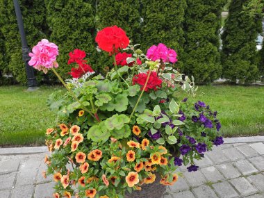 İnanılmaz derecede sevimli, soyut ve güzel bir fotoğraf. Çiçekler..