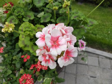 İnanılmaz derecede sevimli, soyut ve güzel bir fotoğraf. Çiçekler..