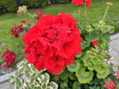 İnanılmaz derecede sevimli, soyut ve güzel bir fotoğraf. Çiçekler..