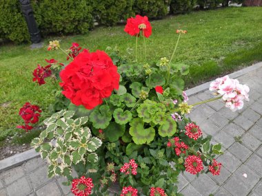 İnanılmaz derecede sevimli, soyut ve güzel bir fotoğraf. Çiçekler..