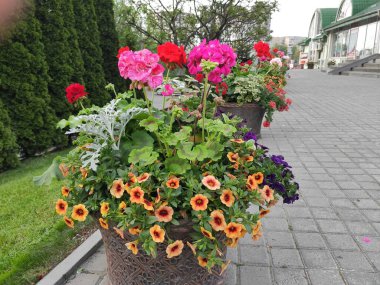 İnanılmaz derecede sevimli, soyut ve güzel bir fotoğraf. Çiçekler..