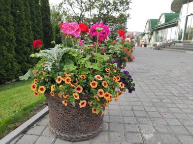 İnanılmaz derecede sevimli, soyut ve güzel bir fotoğraf. Çiçekler..