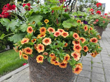 İnanılmaz derecede sevimli, soyut ve güzel bir fotoğraf. Çiçekler..