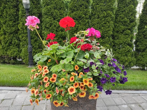 İnanılmaz derecede sevimli, soyut ve güzel bir fotoğraf. Çiçekler..