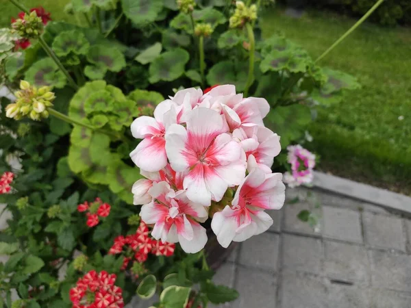 İnanılmaz derecede sevimli, soyut ve güzel bir fotoğraf. Çiçekler..