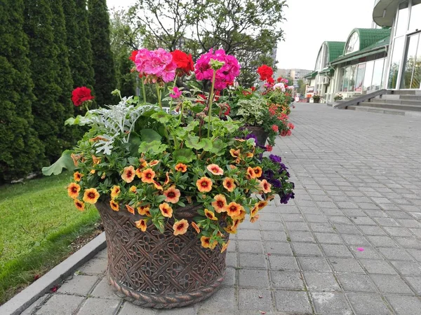 İnanılmaz derecede sevimli, soyut ve güzel bir fotoğraf. Çiçekler..