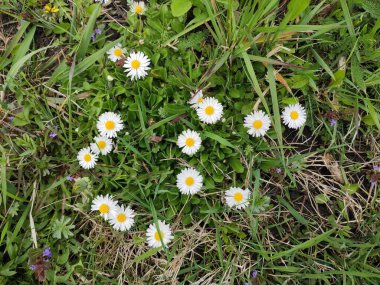 inanılmaz süper şirin soyut ve çiçekli güzel bir fotoğraf.