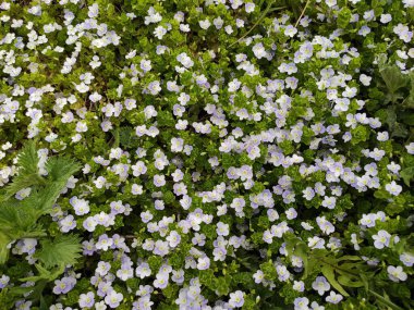 inanılmaz süper şirin soyut ve çiçekli güzel bir fotoğraf.