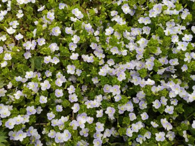 inanılmaz süper şirin soyut ve çiçekli güzel bir fotoğraf.