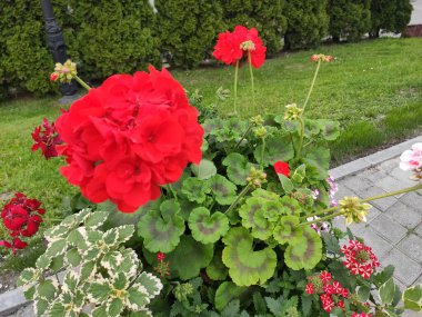 inanılmaz süper şirin soyut ve çiçekli güzel bir fotoğraf.