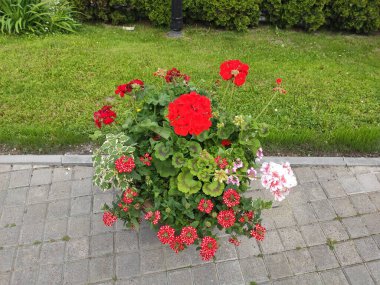 inanılmaz süper şirin soyut ve çiçekli güzel bir fotoğraf.