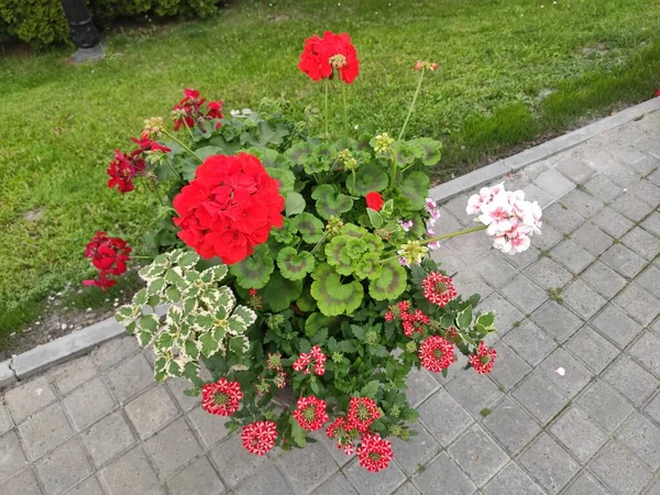 inanılmaz süper şirin soyut ve çiçekli güzel bir fotoğraf.