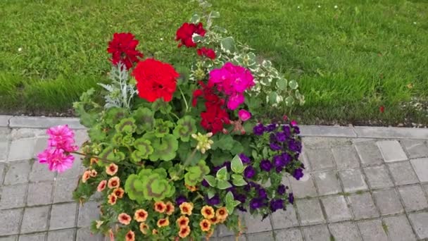 Çiçekli Arka Plan Görüntüleri Güzel Çiçekler Yeşil Çimenler Bahar Ukrayna — Stok video