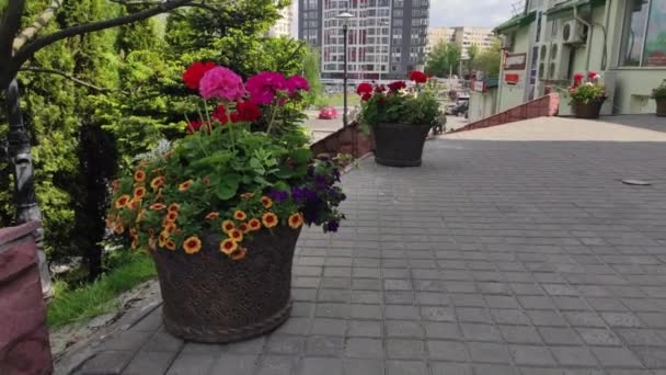 Çiçekli Arka Plan Görüntüleri Güzel Çiçekler Yeşil Çimenler Bahar Ukrayna — Stok video