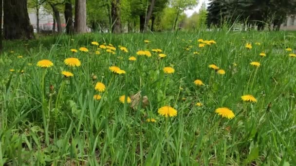 Filmagem Fundo Movimento Com Floral Lindas Flores Grama Verde Primavera — Vídeo de Stock