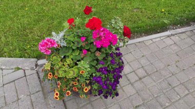 Fotoğraf. İlginç çiçekler. Renkli. - Kırmızı. Pembe. Yeşil. Çimenler. Bahar. Ukrayna.