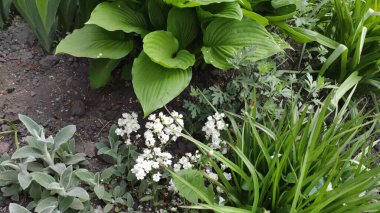 Yeşil çimenli ve çiçekli görüntüler. Bahar. Ukrayna. Beyaz çiçekler.