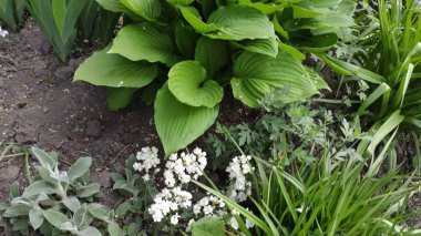 Yeşil çimenli ve çiçekli görüntüler. Bahar. Ukrayna. Beyaz çiçekler.