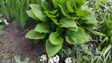 Yeşil çimenli ve çiçekli görüntüler. Bahar. Ukrayna.