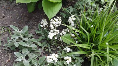 Yeşil çimenli ve çiçekli görüntüler. Bahar. Ukrayna. Beyaz çiçekler.