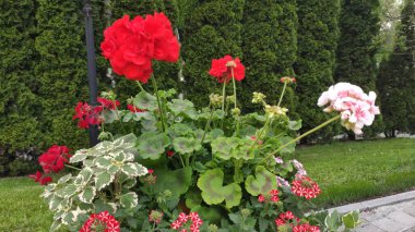 Yeşil çimenli ve çiçekli görüntüler. Bahar. Ukrayna. Kırmızı, pembe çiçekler. Beyaz çiçekler.