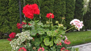 Yeşil çimenli ve çiçekli görüntüler. Bahar. Ukrayna. Kırmızı, pembe çiçekler. Beyaz çiçekler.