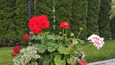 Yeşil çimenli ve çiçekli görüntüler. Bahar. Ukrayna. Kırmızı, pembe çiçekler. Beyaz çiçekler.