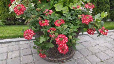 Yeşil çimenli ve çiçekli görüntüler. Bahar. Ukrayna. Kırmızı ve pembe çiçekler.