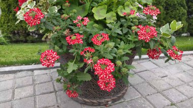 Yeşil çimenli ve çiçekli görüntüler. Bahar. Ukrayna. Kırmızı ve pembe çiçekler.