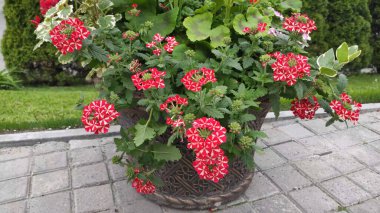 Yeşil çimenli ve çiçekli görüntüler. Bahar. Ukrayna. Kırmızı ve pembe çiçekler.