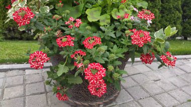 Yeşil çimenli ve çiçekli görüntüler. Bahar. Ukrayna. Kırmızı ve pembe çiçekler.