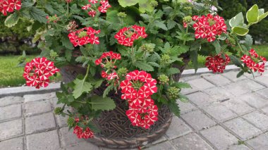 Yeşil çimenli ve çiçekli görüntüler. Bahar. Ukrayna. Kırmızı ve pembe çiçekler.