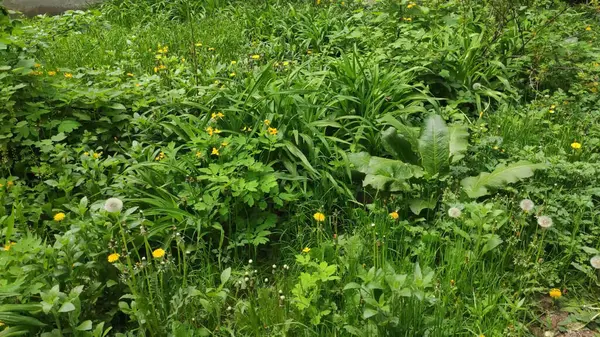 Filmmaterial Mit Grünem Gras Und Blumen Frühling Ukraine — Stockfoto